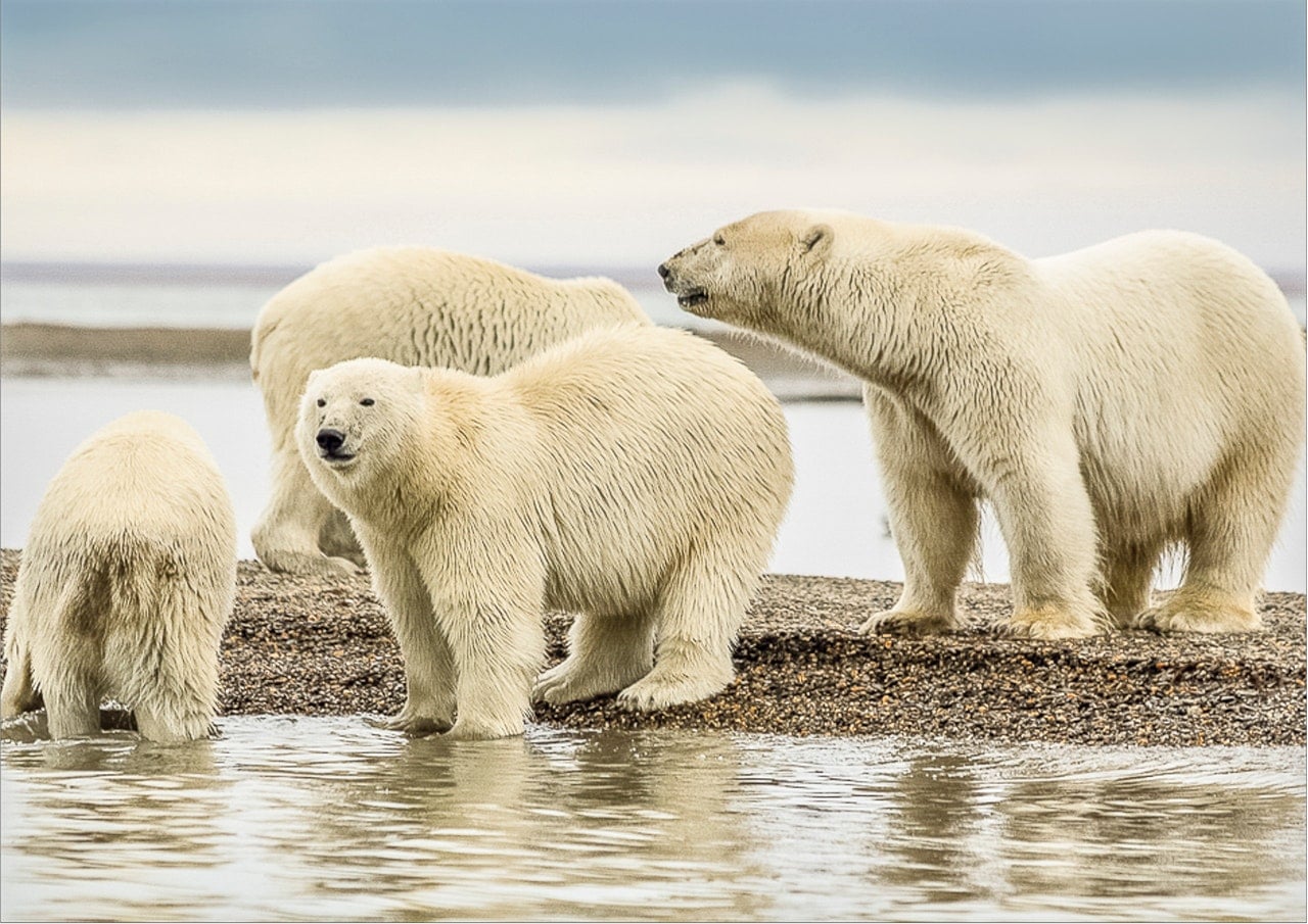 pexels-polarbears.jpg